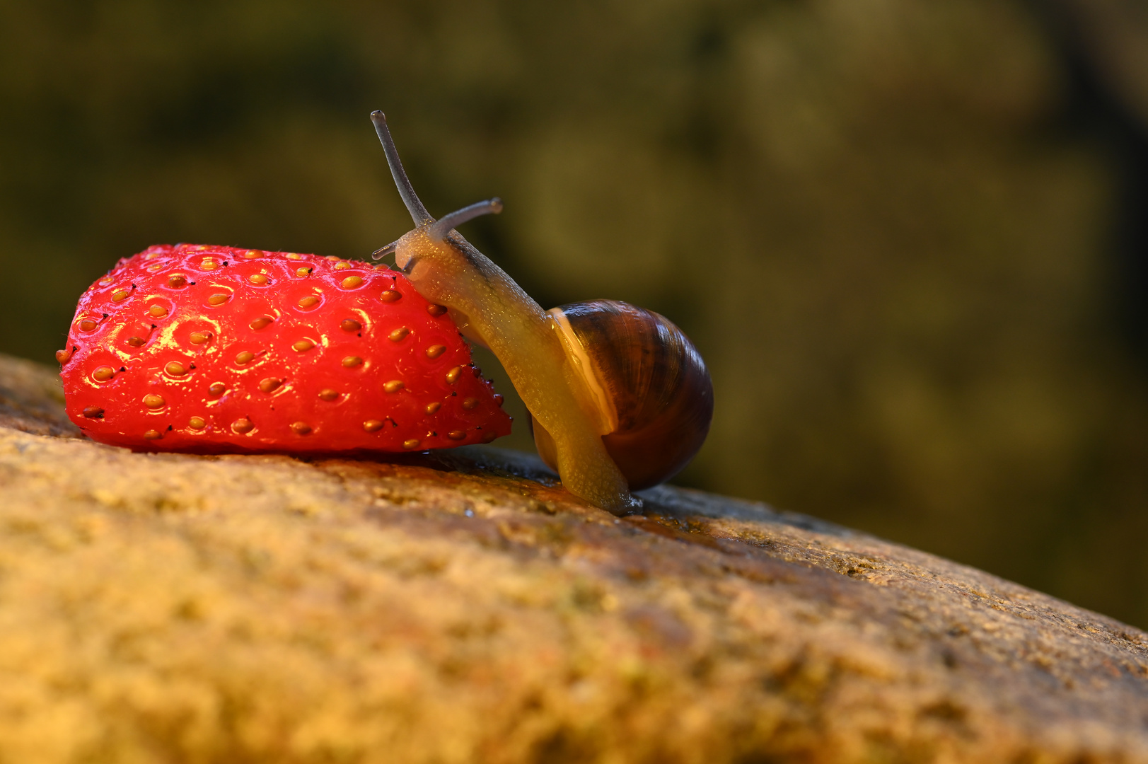 Wegschnecke beim Abendessen