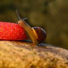 Wegschnecke beim Abendessen