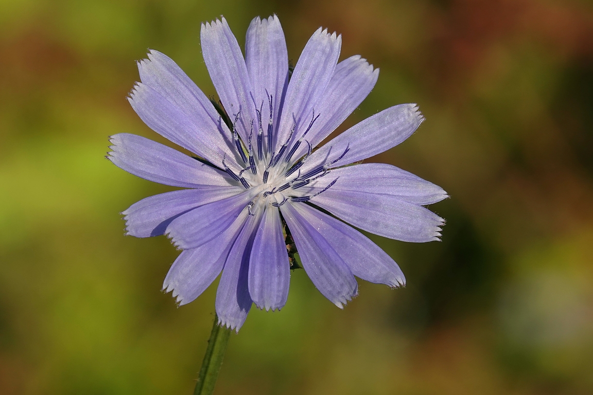 Wegwarte Foto & Bild | pflanzen, pilze & flechten, blüten ...