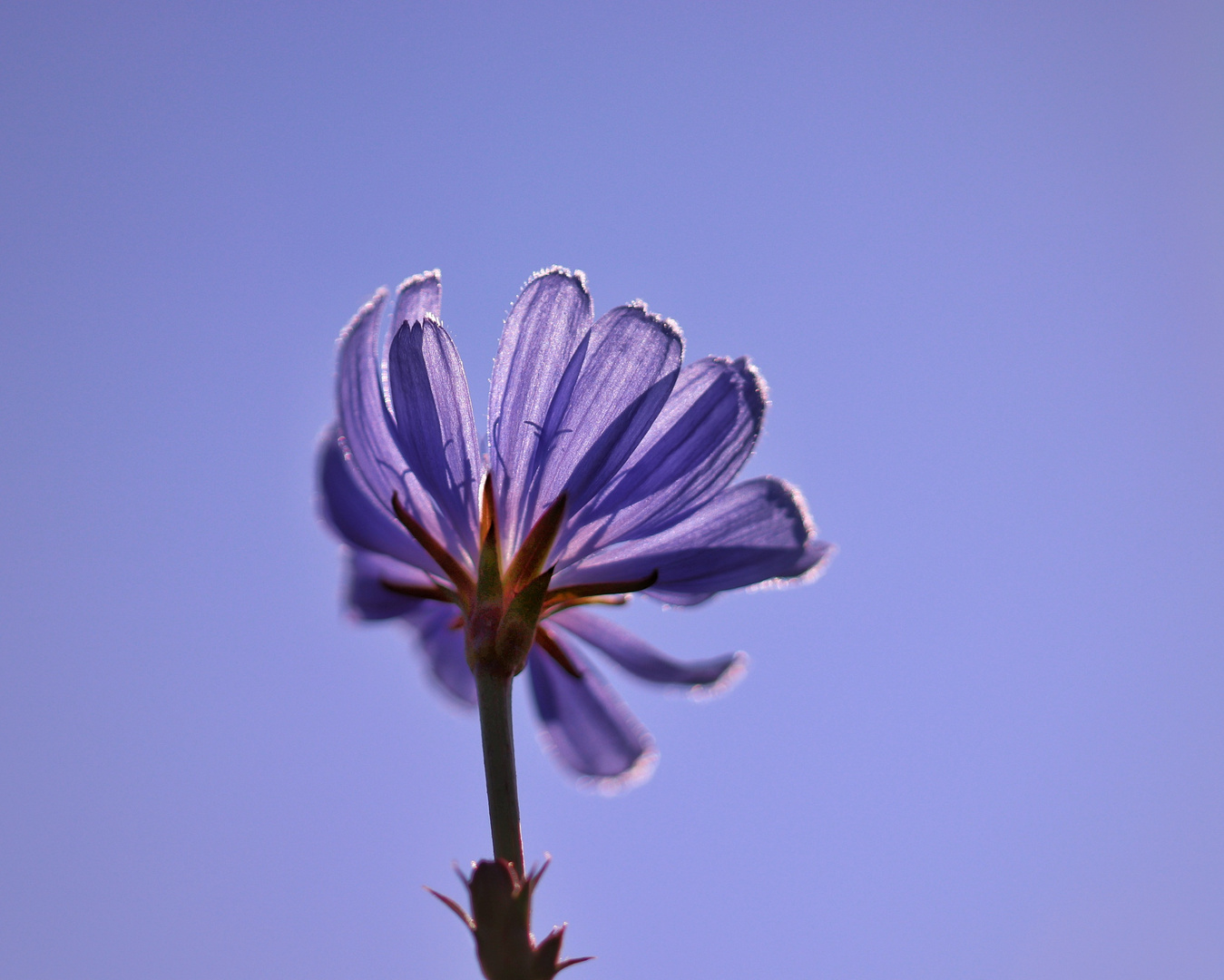 Wegwarte - blauer Montag