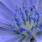 Wegwarte Bluetenstempel (Cichorium intybus)