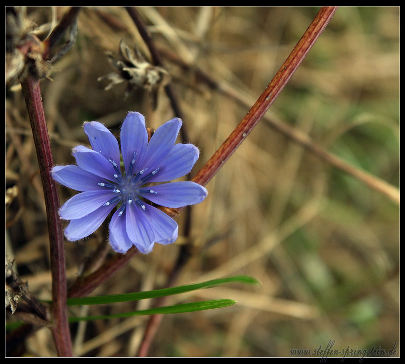 Wegwarte - Blume des Jahres 2009