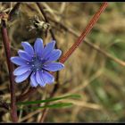 Wegwarte - Blume des Jahres 2009