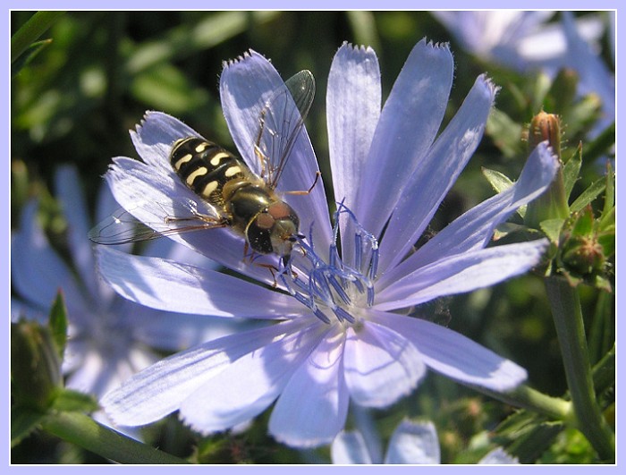 Wegwarte Cichorium intybus