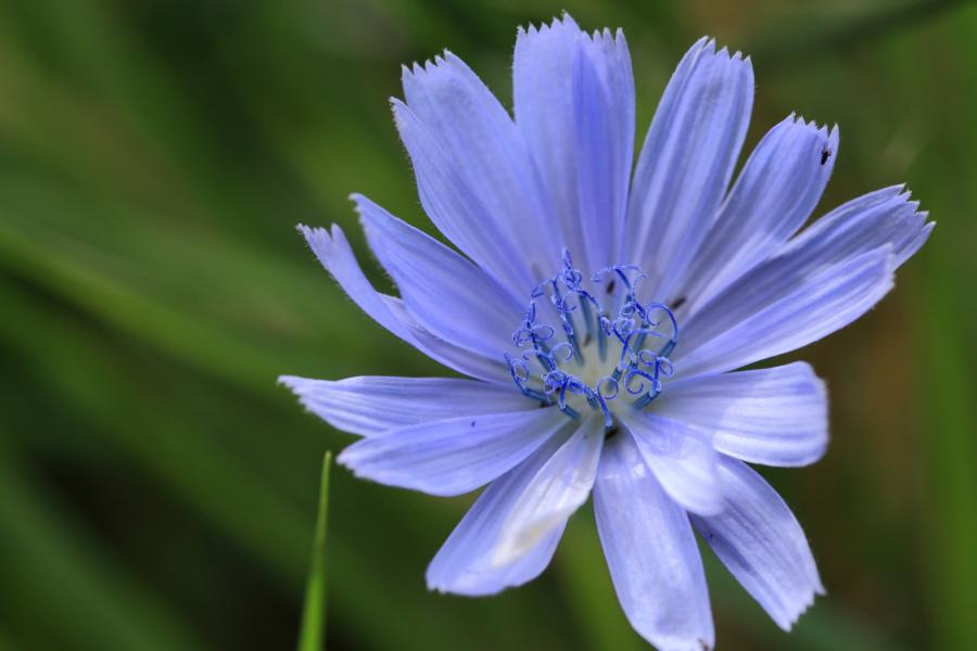 Wegwarte (Cichorium intybus)