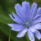 Wegwarte (Cichorium intybus)