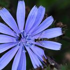 Wegwarte (Cichorium intybus).