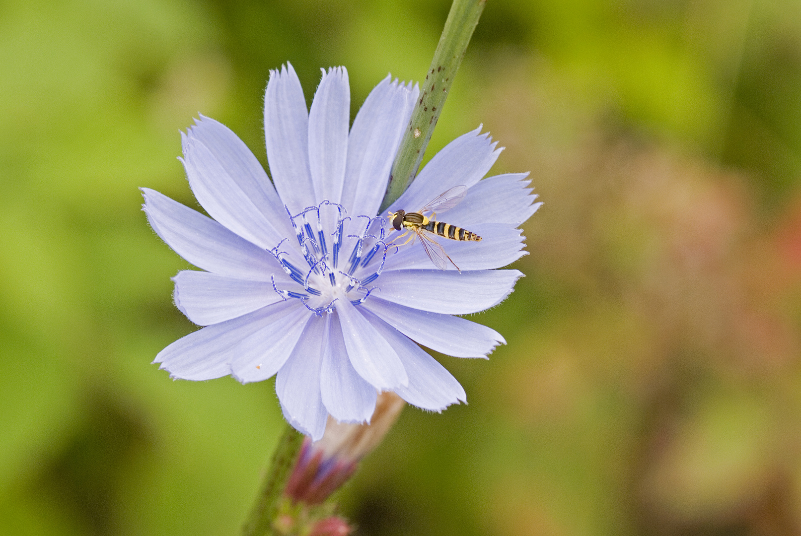 Wegwarte (Cichorium intybus)