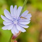 Wegwarte (Cichorium intybus)