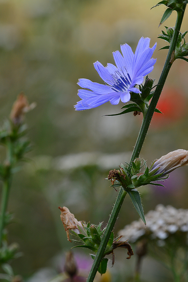 Wegwarte (Cichorium intybus)