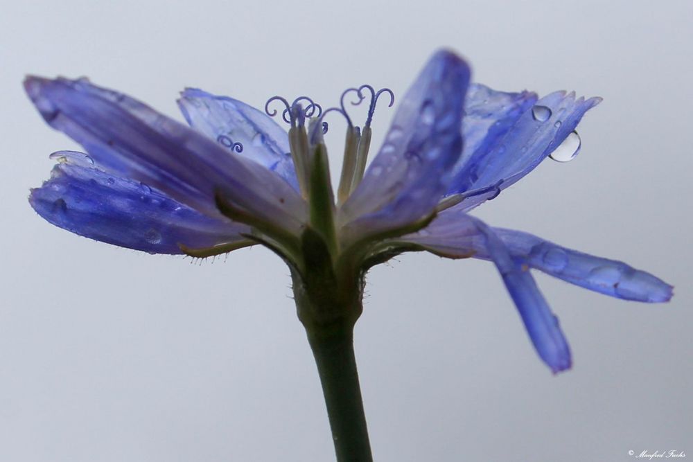 Wegwarte (Cichorium intybus) nach dem Regen