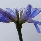 Wegwarte (Cichorium intybus) nach dem Regen