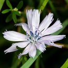 Wegwarte (Cichorium intybus) - Wunderschöne Blüte mit Details