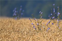 Wegwarte im Kornfeld