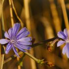 Wegwarte im Steppengras