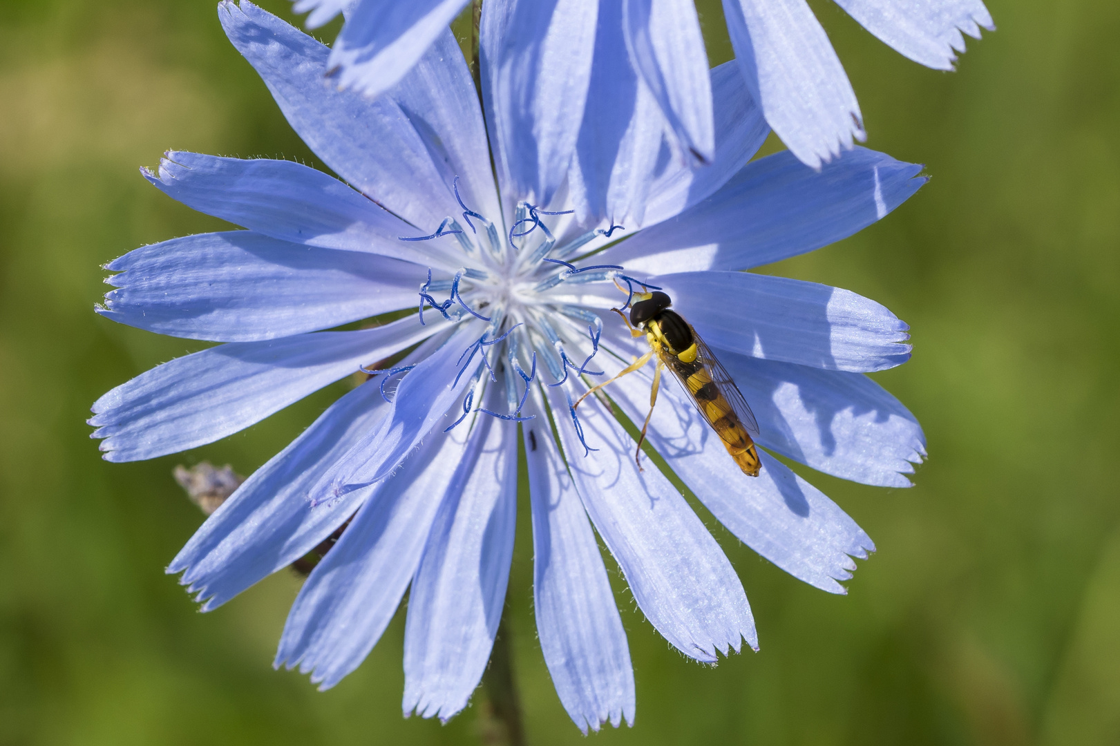 Wegwarte mit Besuch