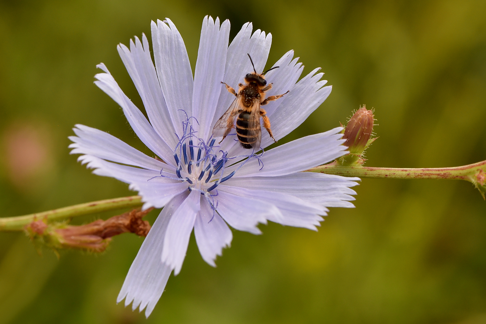 Wegwarte mit Besucher