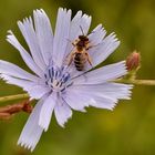 Wegwarte mit Besucher