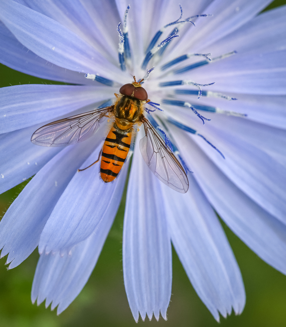 Wegwarte mit Besucher