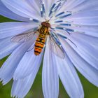 Wegwarte mit Besucher