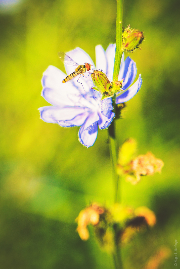 Wegwarte mit Schwebefliege