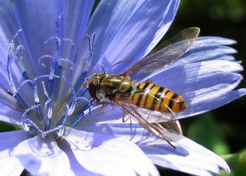 Wegwarte mit Schwebefliege