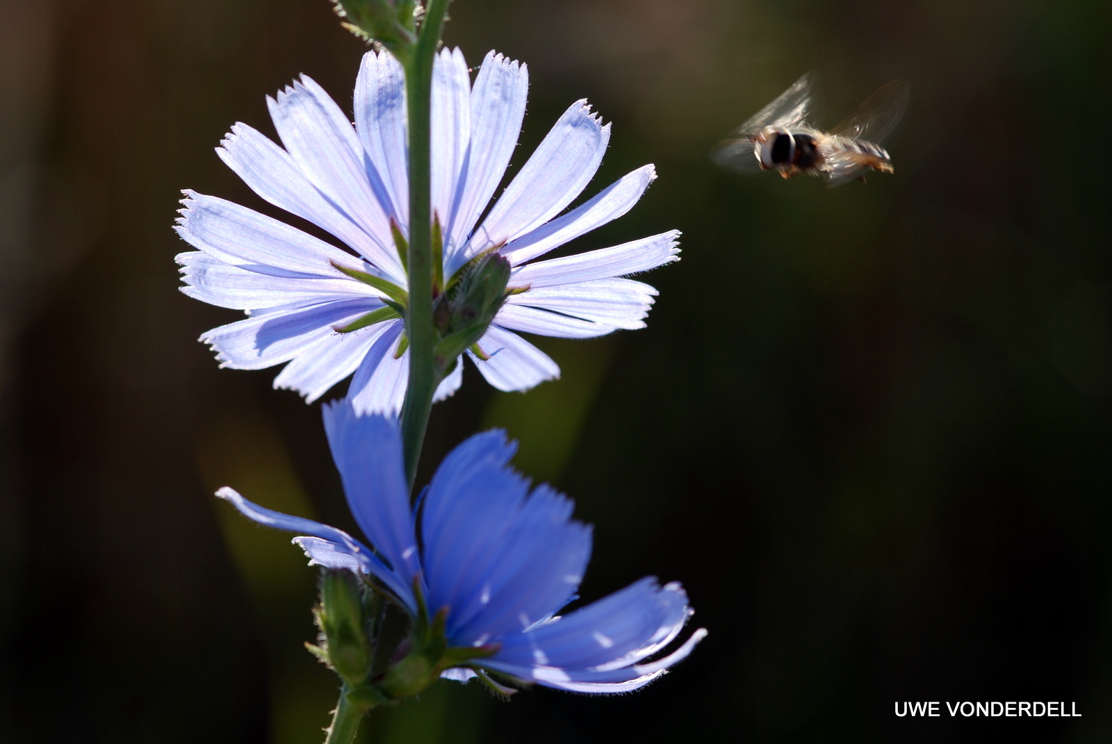 wegwarte mit schwebfliege