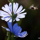 wegwarte mit schwebfliege