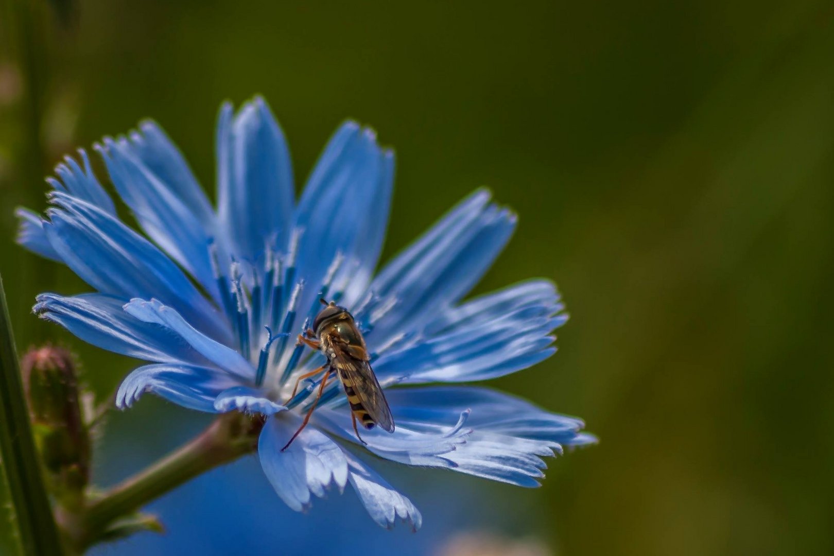  Wegwarte mit schwebfliege