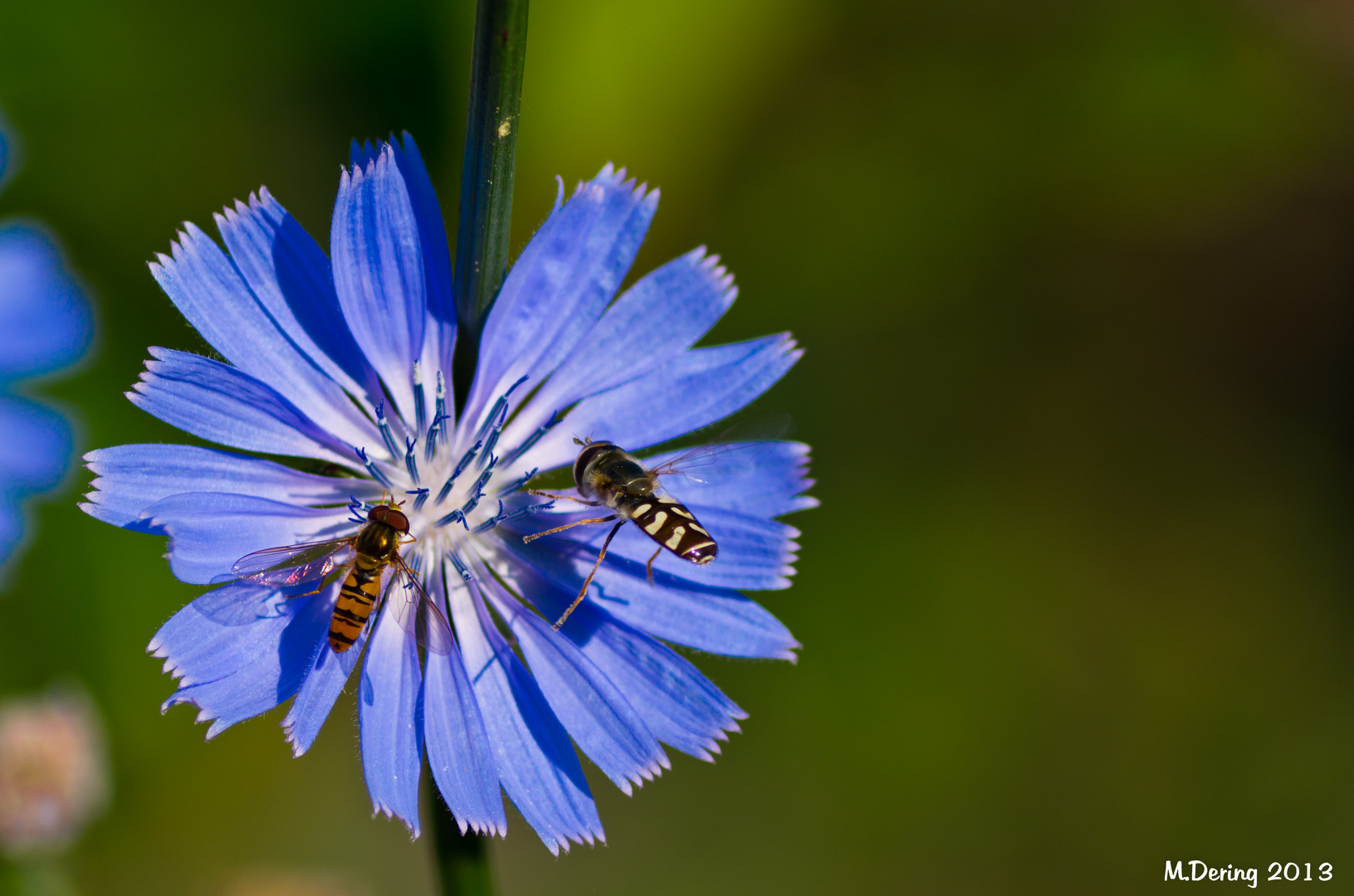 Wegwarte mit Schwebfliegen