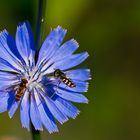 Wegwarte mit Schwebfliegen