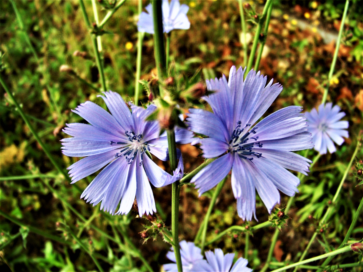 Wegwarten (Cichorium)