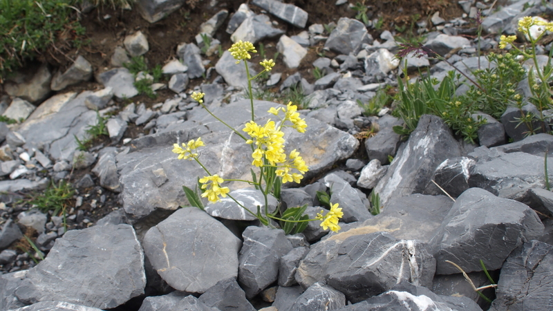 Wegwartenblättriges Brillenschötchen 'Biscutella cichoriifolia'