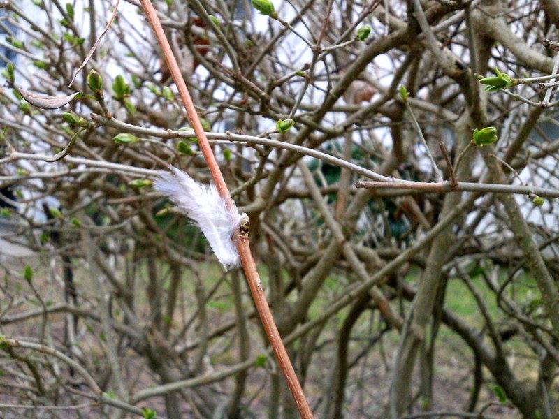 Wegweiser der Natur - Signpost of nature