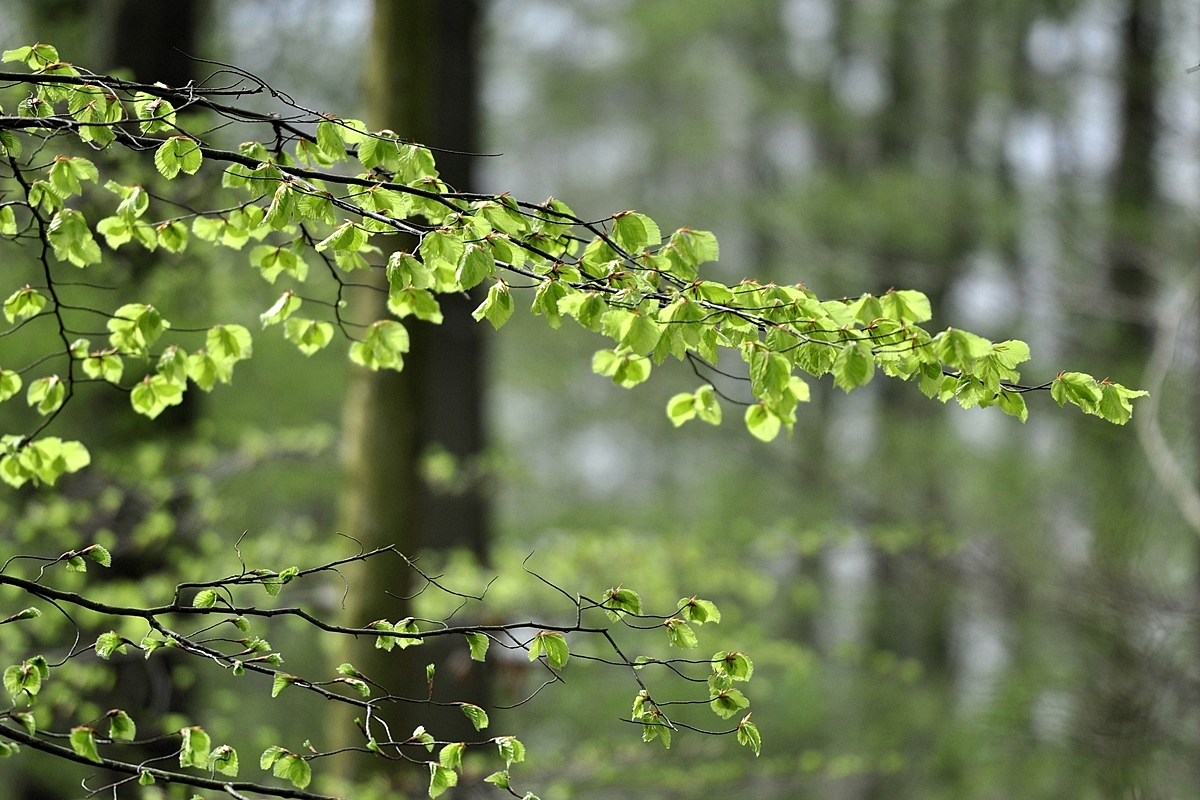 wegweiser in den Frühling