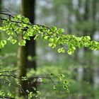 wegweiser in den Frühling