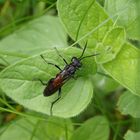 Wegwespe (Arachnospila sp.) auf Oregano