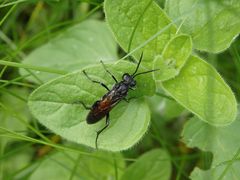 Wegwespe (Arachnospila sp.) auf Oregano