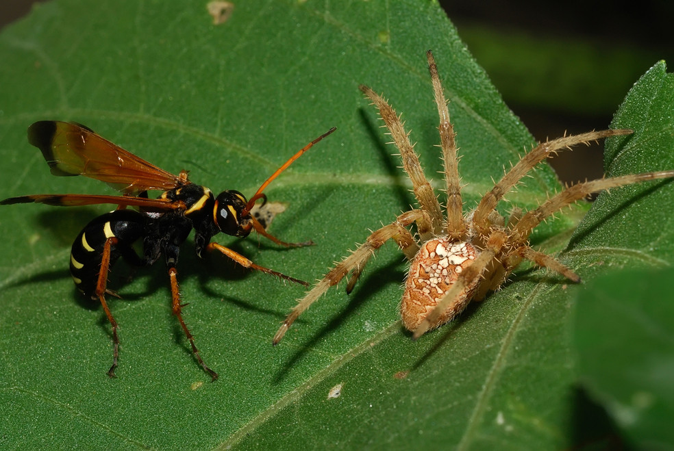 Wegwespe [Batazonellus lacerticida] macht fette Beute