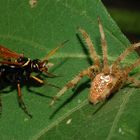 Wegwespe [Batazonellus lacerticida] macht fette Beute