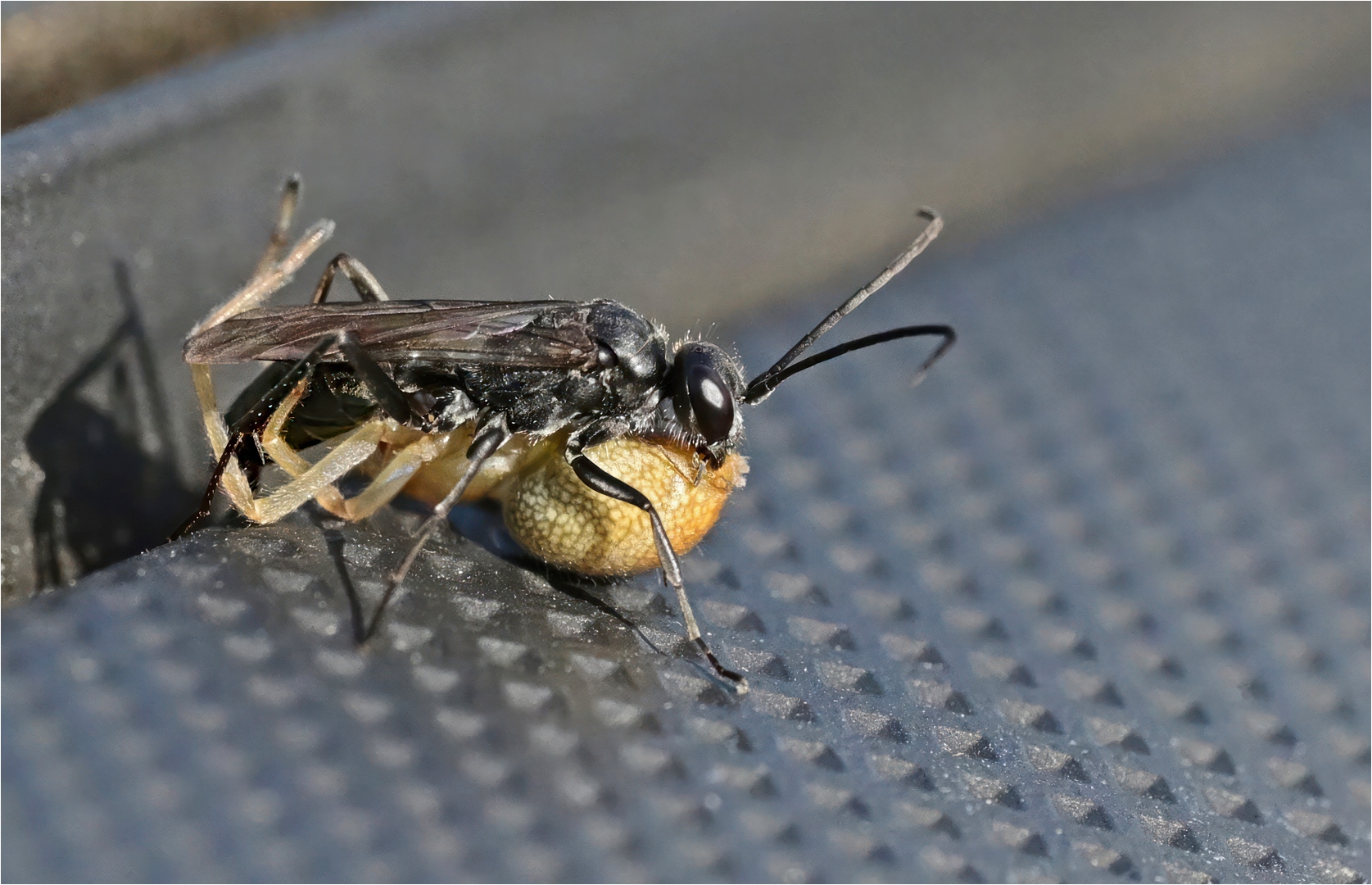 Wegwespe mit erbeuteter Spinne