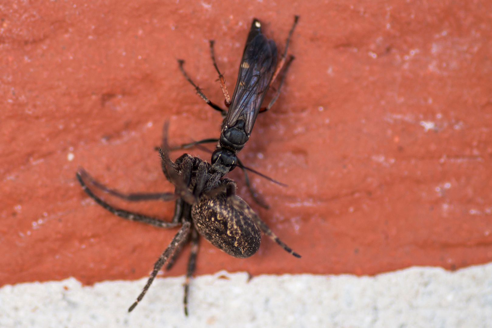 Wegwespe mit gelähmter Spinne