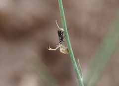 Wegwespe schleppt eine Spinne die Pflanze hinauf