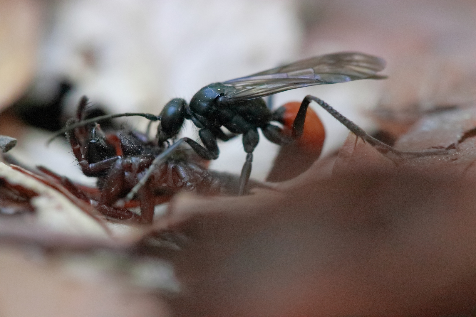 Wegwespe zieht betäubte Spinne