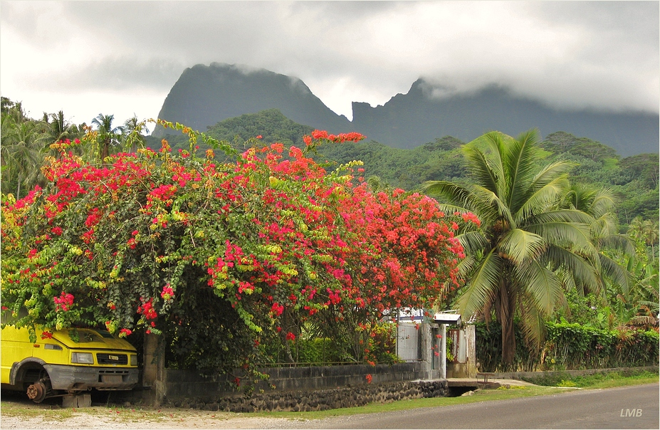 Wegzier auf Moorea