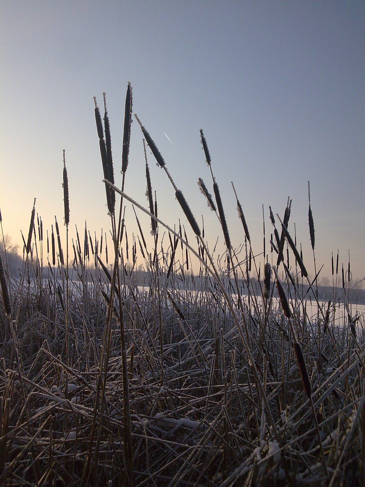 Weh' mir, wo nehm` ich, wenn es Winter ist, die Blumen...