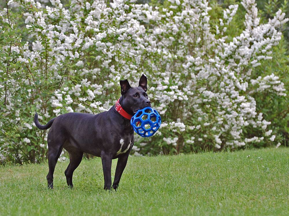 Wehe, jetzt kommt Narina und holt mir den Ball weg! ;0))