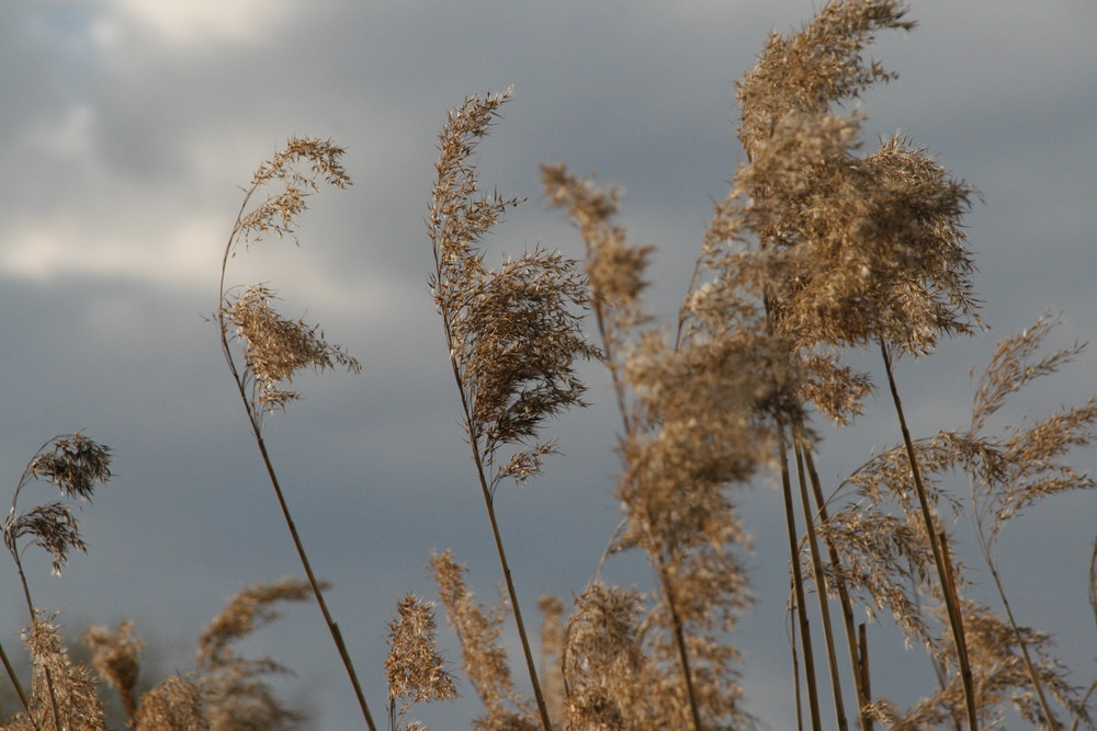 Wehen im Wind