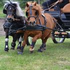 Wehende Mähnen im rasanten Tempo