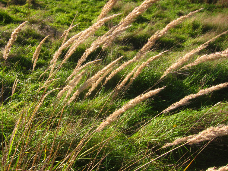 Wehendes Gras- Kontraste